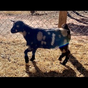 Meet your Posher, Lisa